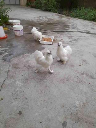 16 عدد مرغ و خروس ابریشمی 5انگشت گوشواره آبی در گروه خرید و فروش ورزش فرهنگ فراغت در مازندران در شیپور-عکس1