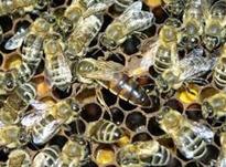 کندوی زنبور عسل نژاد اصلاح شده در شیپور-عکس کوچک