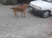 سه تا سگ نر در شیپور-عکس کوچک