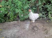 20 عدد مرغ و خروس کوشین در شیپور-عکس کوچک