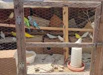 مرغ عشق سرحال در شیپور-عکس کوچک