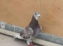 کبوتر پلاکی مسافتی در شیپور-عکس کوچک