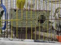 ی جفت مرغ عشق در شیپور-عکس کوچک
