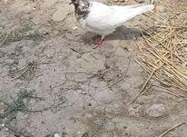 کبوتر پرشی ملاقی نر سفید کله دم در شیپور-عکس کوچک