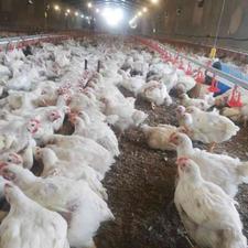 فروش دامداری و کشاورزی 20000 متر در زنجان