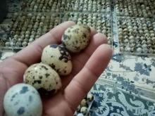 تخم نطفه دار بلدرچین نژاد فوق سنکین در شیپور