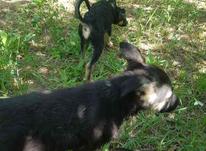 توله سگ میکس ژرمن شپرد و هاسکی در شیپور-عکس کوچک