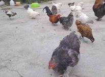 42 مرغ و خروس تزئینی ابریشمی،کوشین،سیبرایت،مینیاتوری در شیپور-عکس کوچک