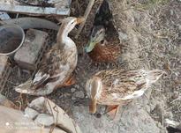 اردک کله سبز و محلی در شیپور-عکس کوچک