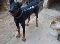سگ دوبرمن نگهبان عالی در شیپور-عکس کوچک