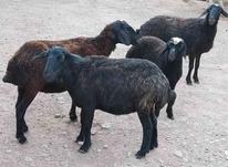 گوسفند ماده جوان و سالم در شیپور-عکس کوچک