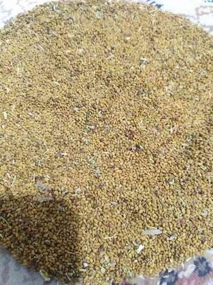 بذر یونجه همدانی پایه بلند بومی مرغوب در گروه خرید و فروش صنعتی، اداری و تجاری در همدان در شیپور-عکس1