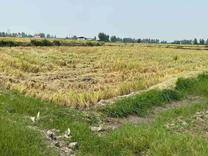 فروش زمین کشاورزی 2000 متر در دشت سر در شیپور