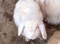 خرگوش لپ مولد در شیپور-عکس کوچک