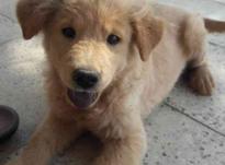 سگ گلدن رتریور طلایی در شیپور-عکس کوچک