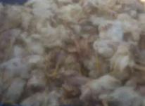 تلفات مرغ مرغداری و کشتارگاه تناژ و کیلویی خریدارم در شیپور-عکس کوچک