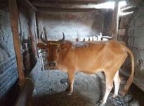 فروش یک گاو ماده به همراه گوساله در شیپور-عکس کوچک