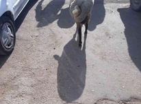 گوسفند جوان ،چاق و چله، همه نوع ونژاد در شیپور-عکس کوچک