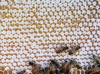 فروش زنبور عسل در شیپور-عکس کوچک