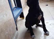 سگ پیتبول مشکی 3 ماهه واکسن زده اصیل در شیپور-عکس کوچک