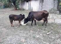 گاو با گوساله نر در شیپور-عکس کوچک