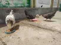 مرغ محلی اصیل در شیپور-عکس کوچک