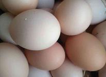 فروش تخم مرغ محلی در شیپور-عکس کوچک