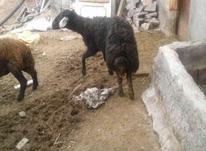 گوسفند جوان قزل لخت در شیپور-عکس کوچک