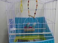 قفس با وسیله ها و مرغ عشق مولد در شیپور-عکس کوچک