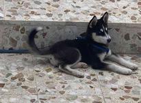 سگ هاسکی سیبرین اصیل در شیپور-عکس کوچک