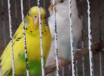 مرغ عشق مولد در شیپور-عکس کوچک