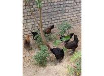مرغ جوان و تخم گذار در شیپور-عکس کوچک