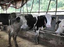 3 راس گاو شیری در شیپور-عکس کوچک