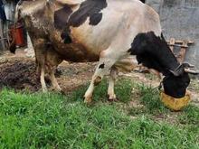گوساله و گاو شیری در شیپور