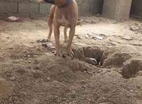سگ پیتبول نر در شیپور-عکس کوچک