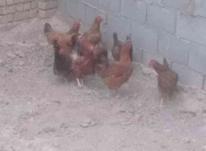 9عدد مرغ گلپایگانی سالم تخم گذار سالم و سلامت و سرحال در شیپور-عکس کوچک