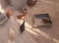 جوجه مرغ محلی در شیپور-عکس کوچک