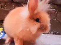 خرگوش لوپ نر. در شیپور-عکس کوچک