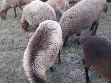چندعدد گوسفند نژاد دار جوان مال داشتی در شیپور
