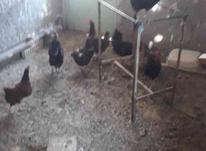 تعداد 9عدد مرغ وخروس سیاه برای چشم نظر در شیپور-عکس کوچک