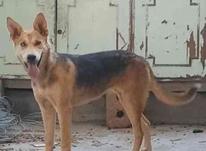 سگ ژرمن ماده در شیپور-عکس کوچک