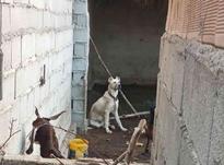 سگ توله 5ماه اصیل خراسان در شیپور-عکس کوچک