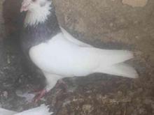 کبوتر طوقی در شیپور