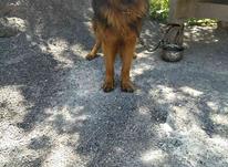 سگ ژرمن مو بلند شولاین در شیپور-عکس کوچک