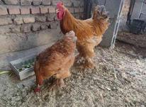 مرغ و خروس برهما تخم گذار در شیپور-عکس کوچک