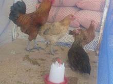 مرغ خروس محلی در شیپور