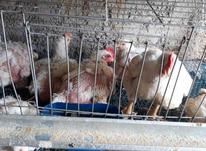 مرغ ارگانیک .سالم در شیپور-عکس کوچک