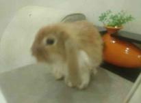خرگوش لوپ نسکافه ای در شیپور-عکس کوچک