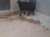 گوسفند قره قزل در شیپور-عکس کوچک