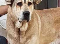 سگ پژدر نر دوساله نیم ادمگیر در شیپور-عکس کوچک